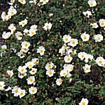 Jara de hoja de salvia - Estepa borda - Cistus salvifolius Jara de hoja de salvia - Estepa borda - Cistus salvifolius