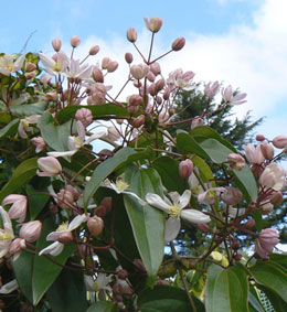 Clem�tide armandii - Clematis armandii