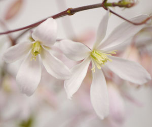 Clem�tide armandii - Clematis armandii