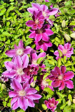 Clem�tide 'Dr Ruppel' - Clematis 'Dr Ruppel'