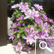Clem�tide 'Dr Ruppel' - Clematis 'Dr Ruppel'