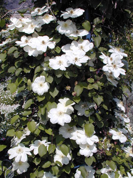 Clem�tide 'mme lecoultre' - Clematis 'mme lecoultre'
