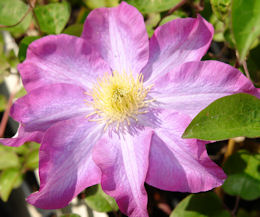 Clem�tide 'Pink Champagne' - Clematis 'Pink Champagne'