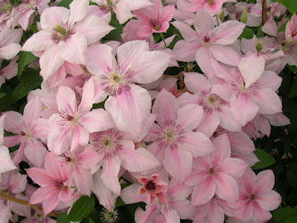 Clem�tide 'Pink fantasy' - Clematis 'Pink fantasy'