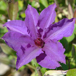 Clem�tide 'The President' - Clematis 'The President'