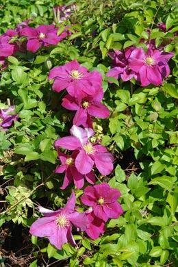 Clem�tide 'Sunset' - Clematis 'Sunset'