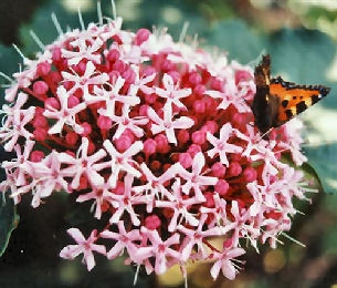 Flor de la gloria - Clerodendron bungei