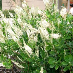 Clethra alnifolia Pink Spire - Clethra alnifolia Pink Spire