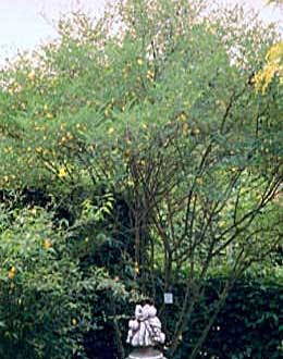 Colutea o Espantalobos, Colutea arborescens