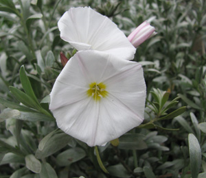 Campanilla - Convolvulus cneorum - Flores