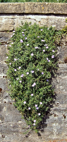 Campanilla azul - Convolvulus mauritanicus
