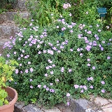 Campanilla azul - Convolvulus mauritanicus