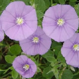 Campanilla azul - Convolvulus mauritanicus