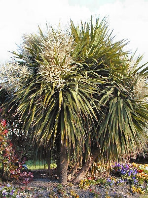 Cordiline o dr�cena - Cordyline australis ou dracaena australis