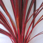 Cordiline o dr�cena - Cordyline australis ou dracaena australis