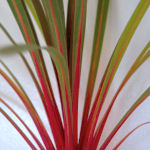 Cordiline o dr�cena - Cordyline australis ou dracaena australis