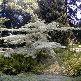 Cornejo controversa Variegata - Cornus Controversa Variegata