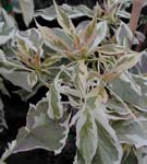 Cornejo controversa Variegata - Cornus Controversa Variegata