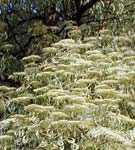 Cornejo controversa Variegata - Cornus Controversa Variegata
