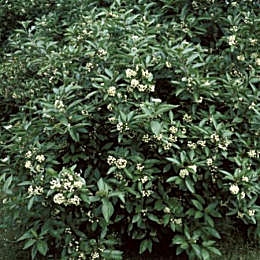 Cornejo - Cornus alba o Cornus tatarica