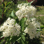 Cornejo - Cornus alba o Cornus tatarica