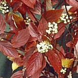 Cornejo - Cornus alba o Cornus tatarica