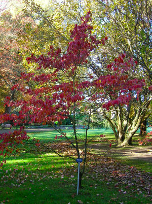 Cornejo florido - Cornus florida