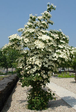 Cornejo del Japón - Cornus kousa Cornejo del Japón - Cornus kousa