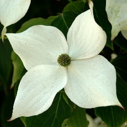 Cornejo del Jap�n - Cornus kousa