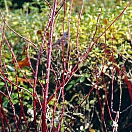 Cornejo rojo o sanguino - Cornus sanguinea