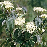 Cornejo rojo o sanguino - Cornus sanguinea