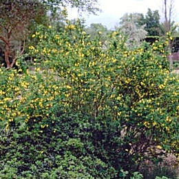 Coronilla - Coroneta - Carolina de los montes - Coronilla emerus