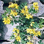 Coronilla - Coroneta - Carolina de los montes - Coronilla emerus