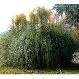 Plumeros o carrizo de las pampas - Cortaderia selloana - Gynerium argenteum