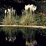Plumeros o carrizo de las pampas - Cortaderia selloana - Gynerium argenteum
