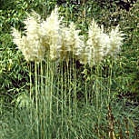 Plumeros o carrizo de las pampas - Cortaderia selloana - Gynerium argenteum