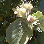 Avellano - Corylus avellana