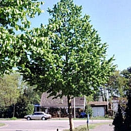 Avellano turco - Corylus colurna