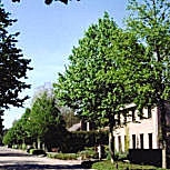 Avellano turco - Corylus colurna