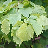 Avellano turco - Corylus colurna