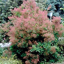 �rbol de las pelucas - Cotinus coggygria
