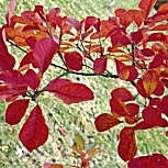 �rbol de las pelucas - Cotinus coggygria