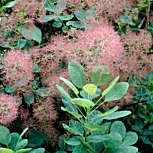 �rbol de las pelucas - Cotinus coggygria