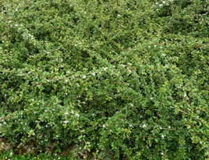 Cotoneaster dammeri - Cotoneaster dammeri