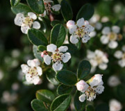 Cotoneaster dammeri - Cotoneaster dammeri - Floraci�n