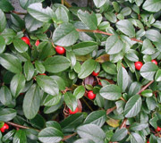 Cotoneaster dammeri - Cotoneaster dammeri - Bayas