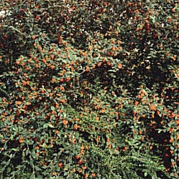Cotoneaster franchetii