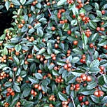 Cotoneaster franchetii