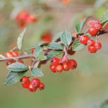 Cotoneaster franchetii