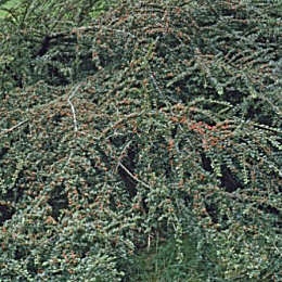 Cotoneaster horizontal - Gri�olera - Cotoneaster horizontalis